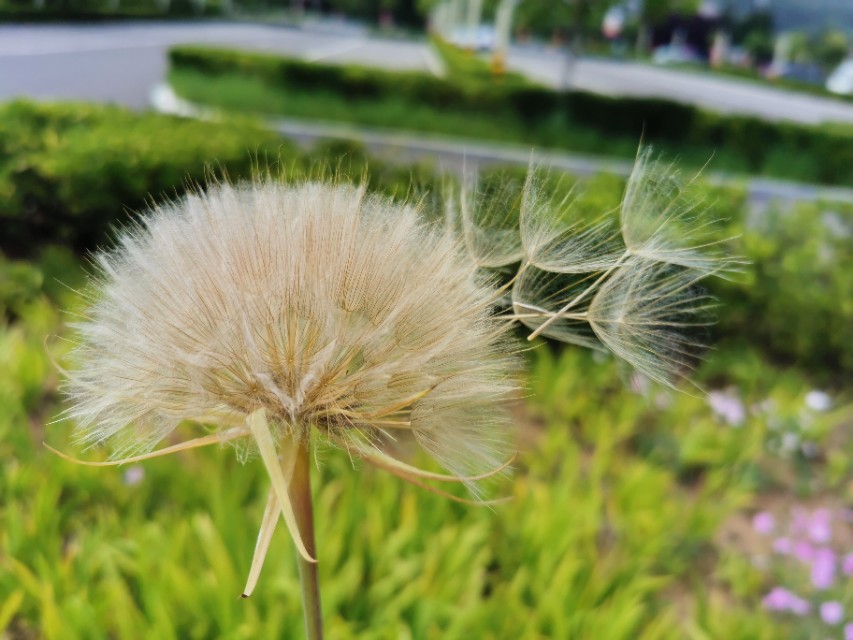 青岛高新区的公园让人们享受,青岛有个特别美的地方