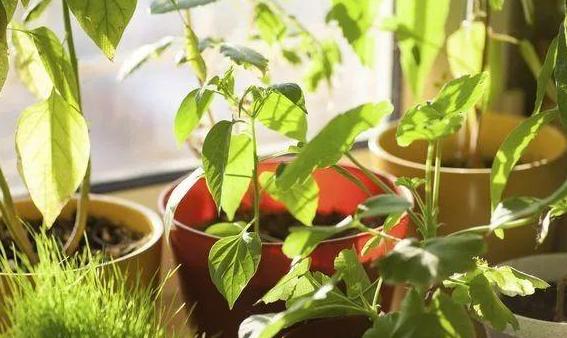 盆栽土壤长毛怎么办,盆栽土壤发霉长虫怎么办