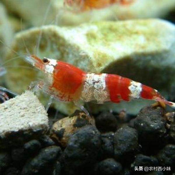 养观赏虾的基本知识有哪些,观赏虾的养殖方法和注意点有哪些