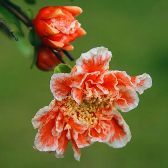 盆栽石榴树什么品种是甜的,石榴树带果实能用水培繁殖