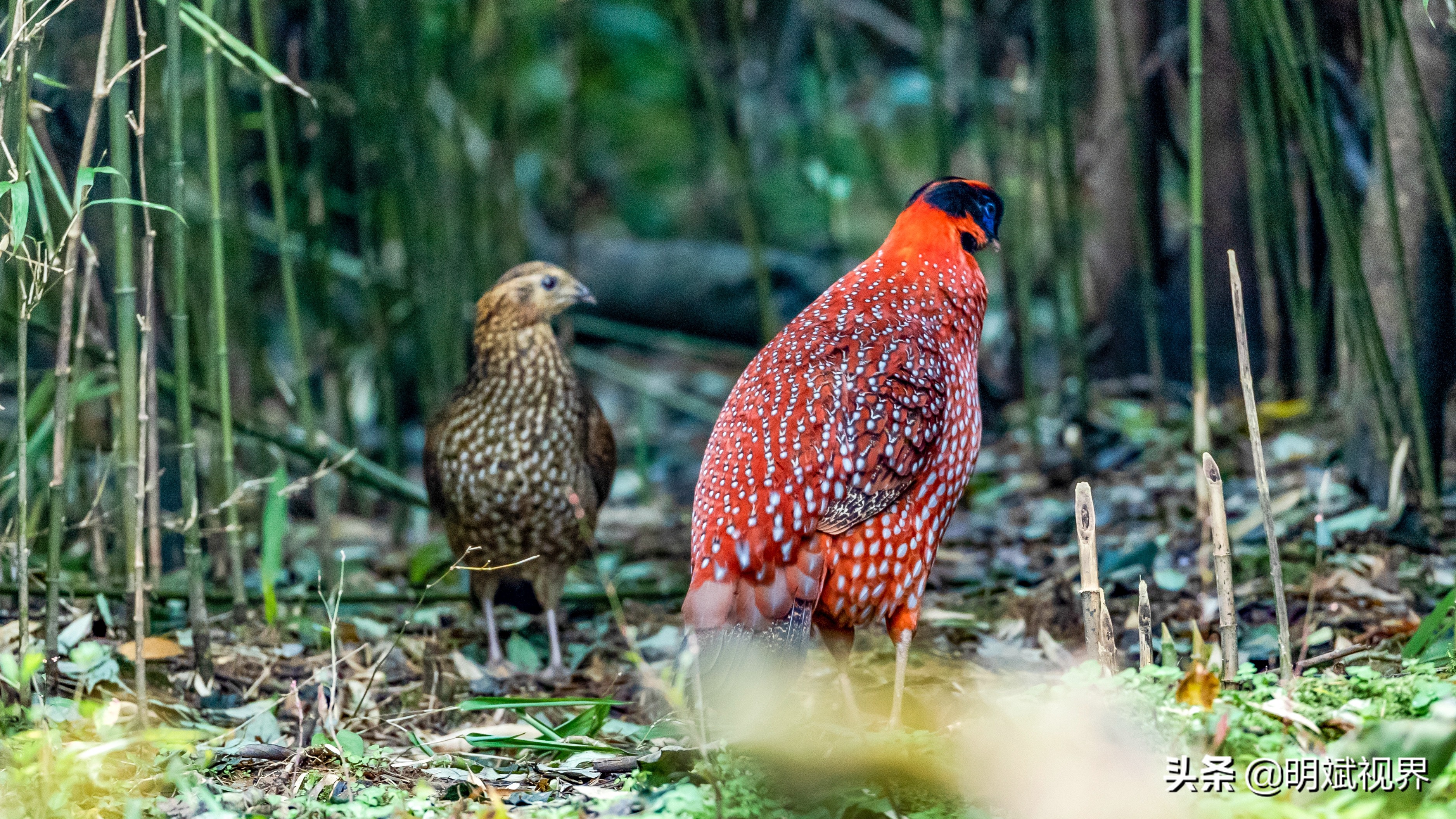 南川红腹角雉图片,重庆南川红腹角雉拍摄点