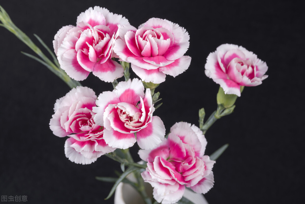 有一种花叫康乃馨,有一种叫什么康乃馨的花