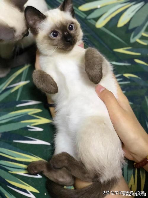 赤道养暹罗猫是不是就不会变黑了,暹罗猫冻黑了是什么原理