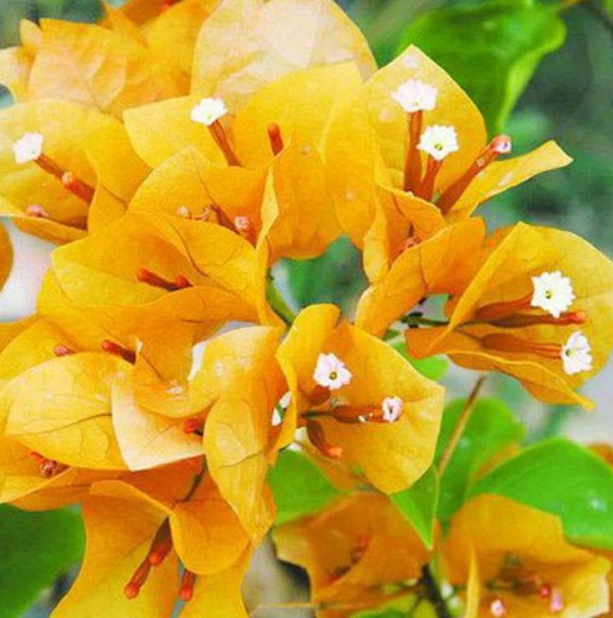 三角梅防止落花落叶,三角梅过冬如何保护