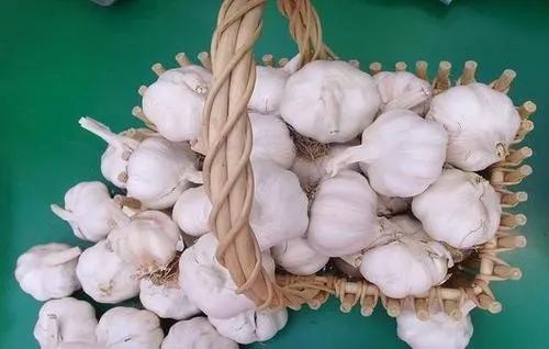 探索交流：药食同源老药新用--食醋大蒜与中药材研制食疗产品，增强人体抗病免疫力