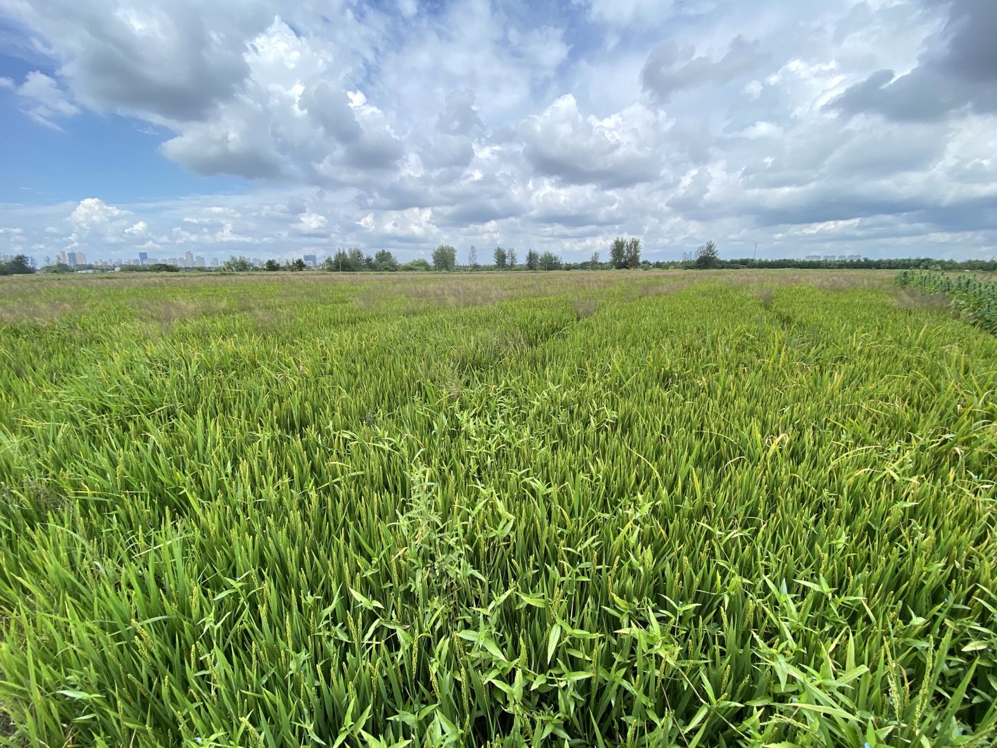 网购敢卖假农药吗,网购农药一百单