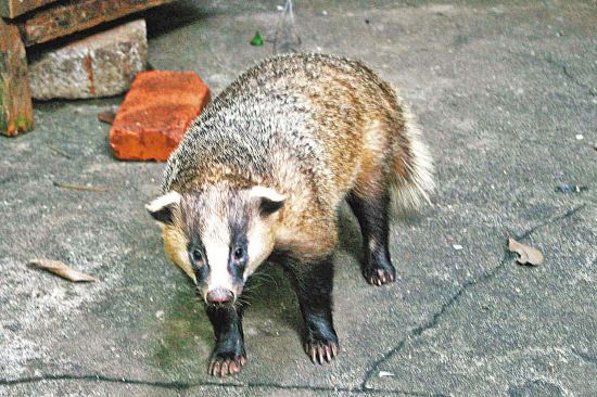 换换口味，去农村打野，跑不掉的野味你可以尝尝