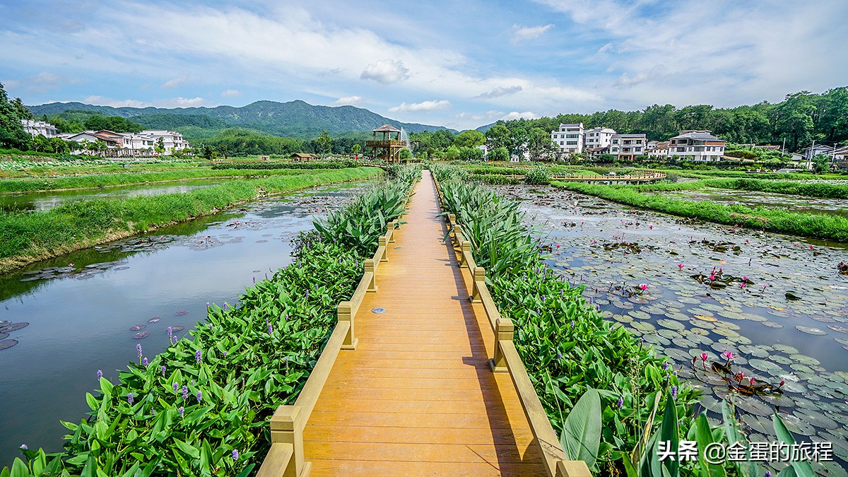 全国最大的荷花养殖基地,中国最大荷花园