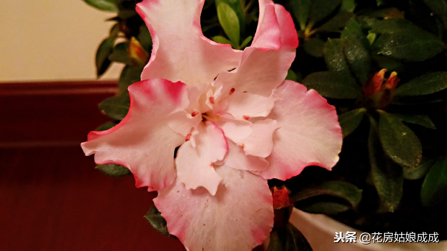 杜鹃花掉叶子怎么补救,杜鹃花掉叶的补救方法