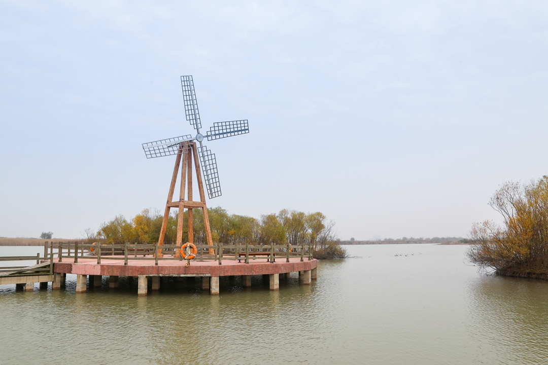 鸟类都会飞往南方过冬吗,鸟类全球迁徙