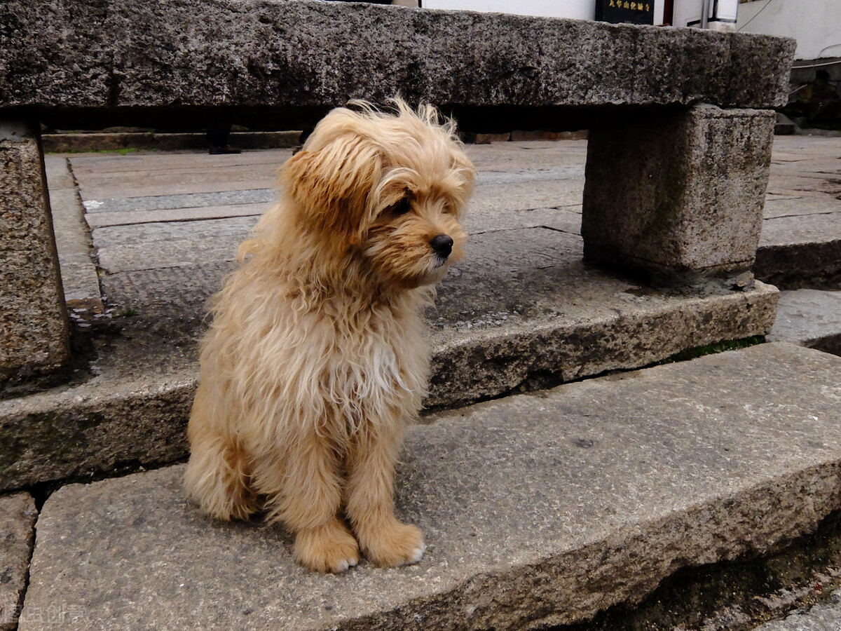 办理狗证的大型犬就可以养了吗,养犬登记指南