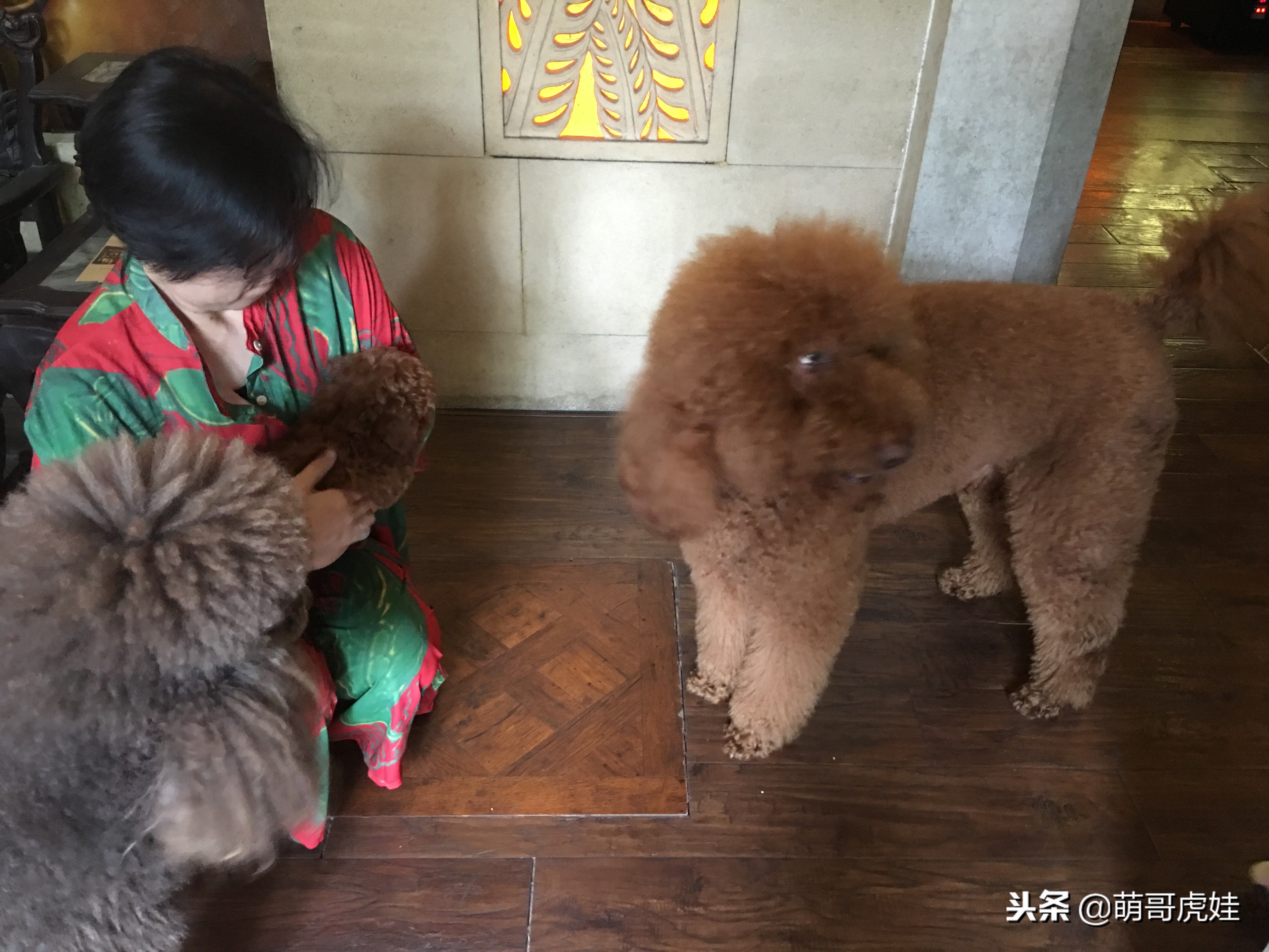 怎么把小泰迪养成巨型泰迪呢,迷你小泰迪怎么长不胖