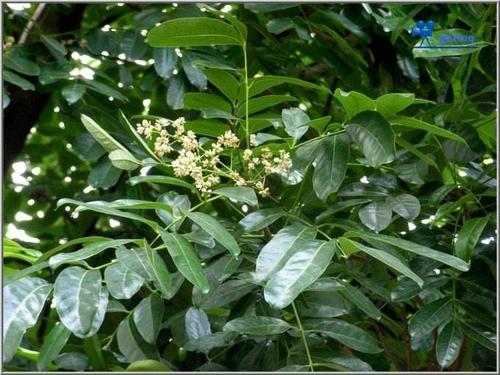 盘点世界各国国花你最喜欢哪种,盘点各国国花