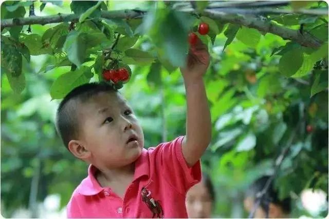 西安周边现在哪的樱桃成熟,西安摘樱桃好去处有哪些