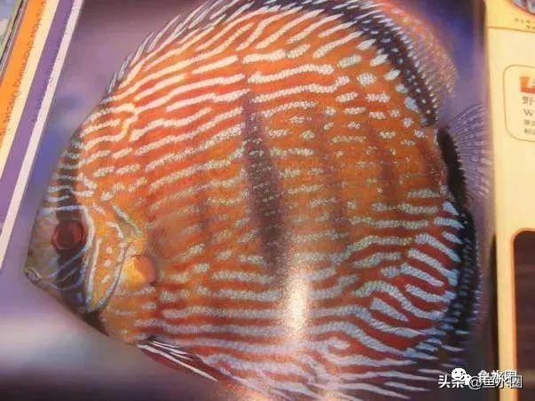 七彩神仙品系图谱,七彩神仙全系品种介绍