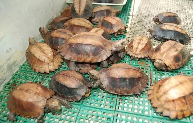 八角灵龟是不是保护动物,锯缘龟八角灵龟