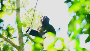 “星战”天行者现身云南？是时候认识我们的国宝了