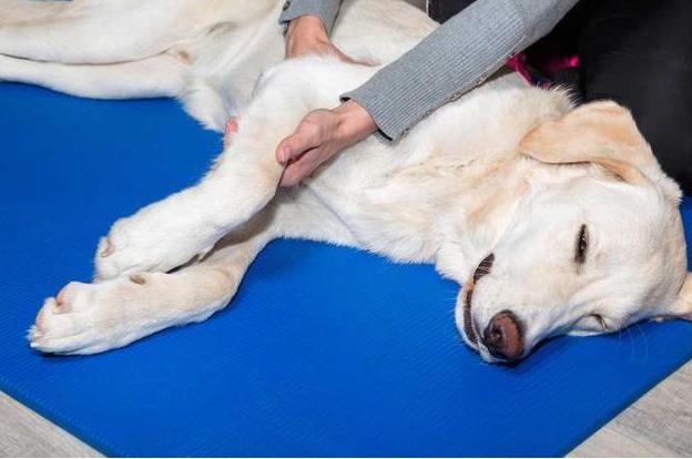 狗狗一天遛几遍为好不拉屎,狗一般一天遛狗几次