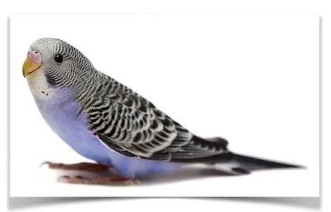 虎皮鹦鹉会说话吗,虎皮鹦鹉的饲养方法视频播放