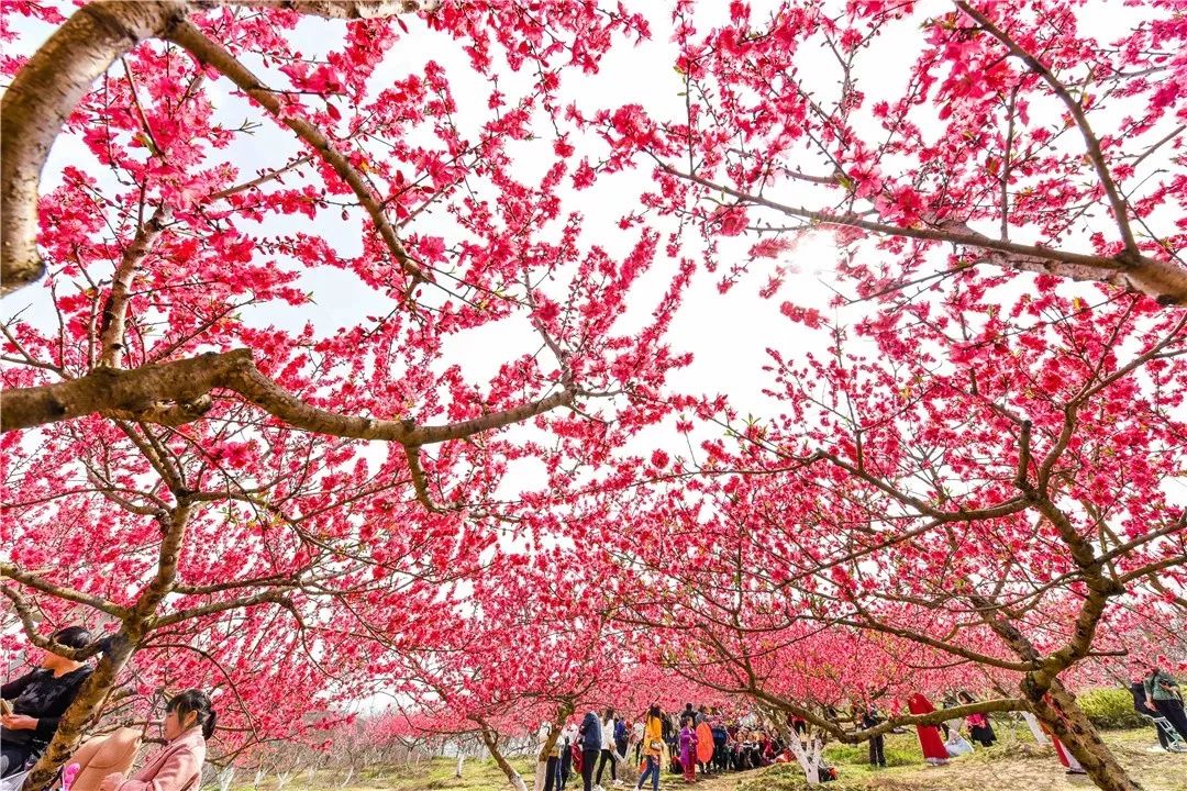 成都市秀丽东方,成都秀丽东方还在开放吗