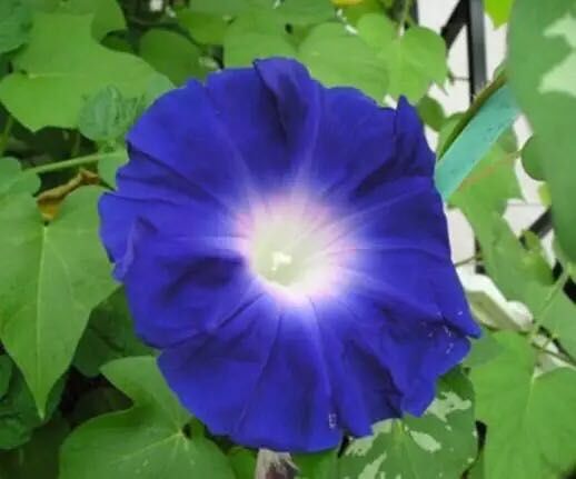 牵牛花到处游,牵牛花随便种