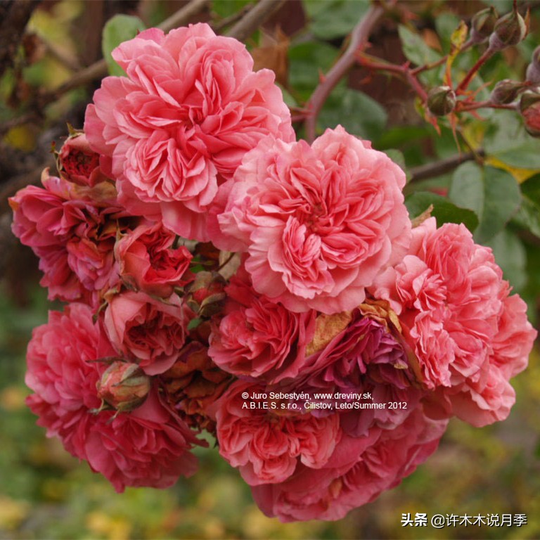 月季为什么不开花和品种有关系吗,买回来的月季不长花骨朵怎么办