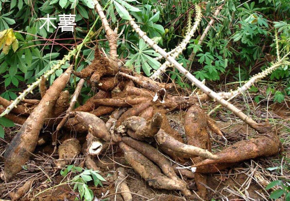 木薯有毒的和没毒的,木薯有毒是什么原因