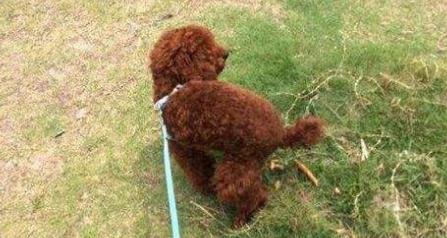 泰迪犬的便便怎么处理,幼犬泰迪大便稀臭怎么办