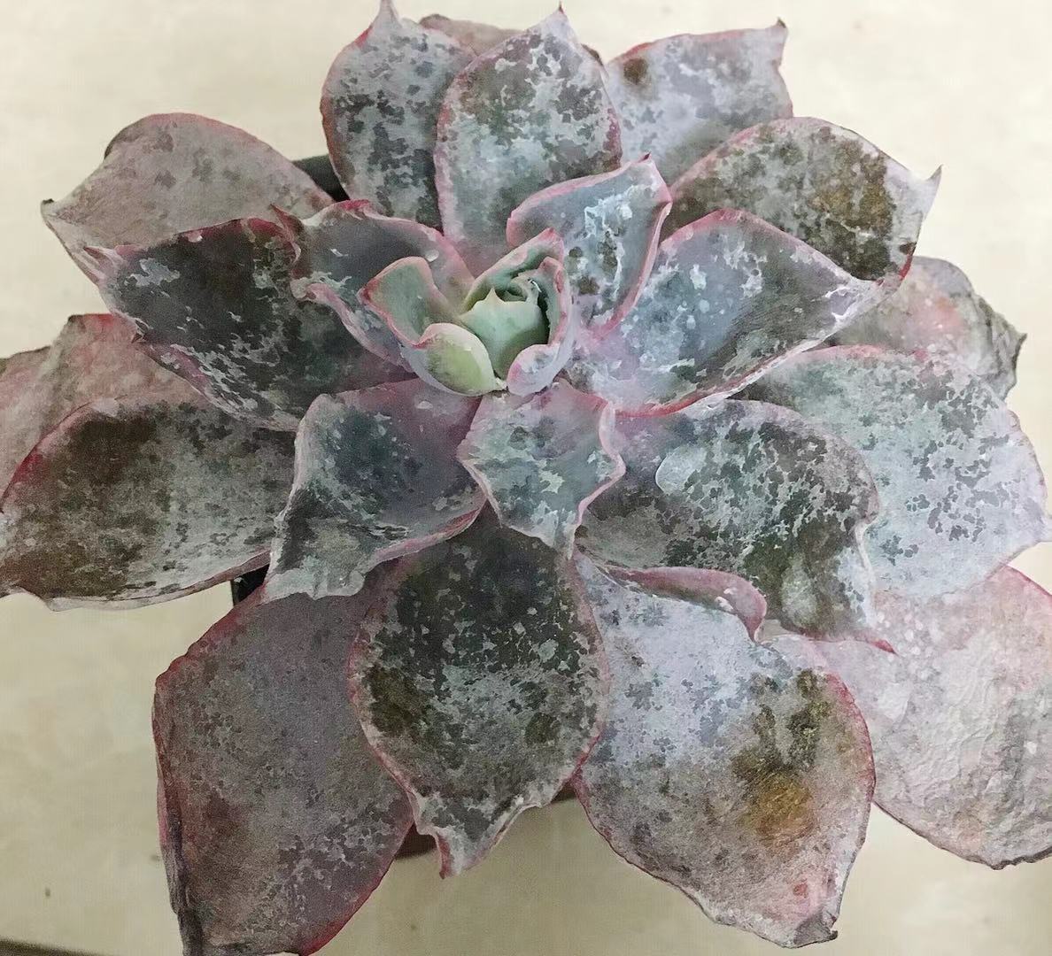 多肉得了病怎样治疗,多肉得白毛病怎么办