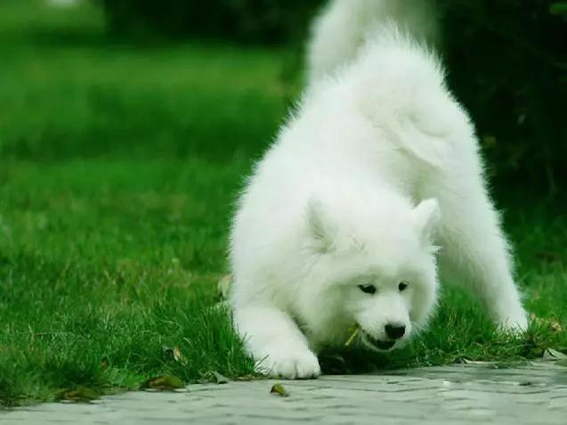 45种狗狗很难得一见你认识几种,45种最难得一见的狗