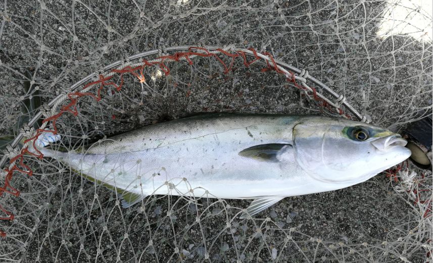 15天8000里,我们刚去名古屋和日本人抢了个五一假期