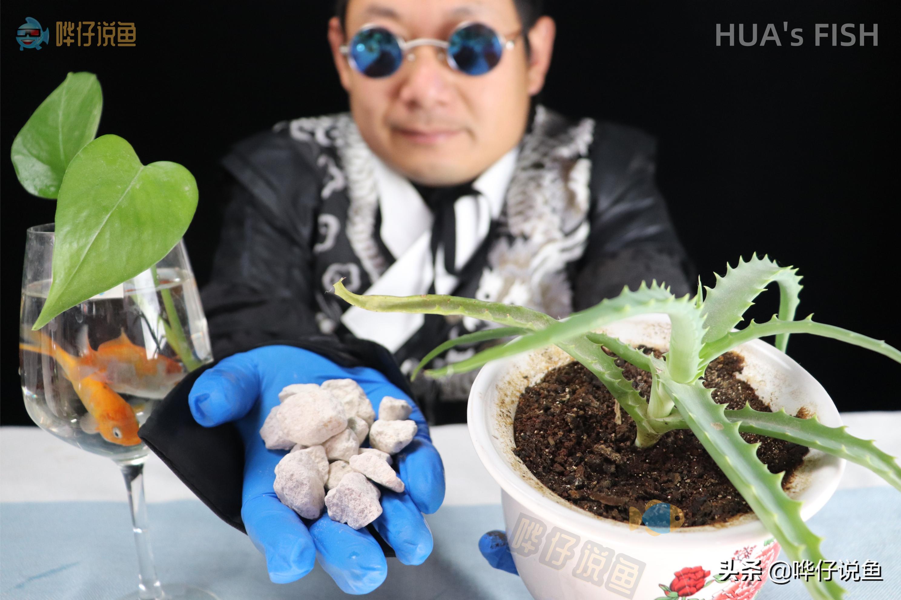 小鱼缸给鱼换水的正确方法,观赏鱼鱼缸换水正确方法