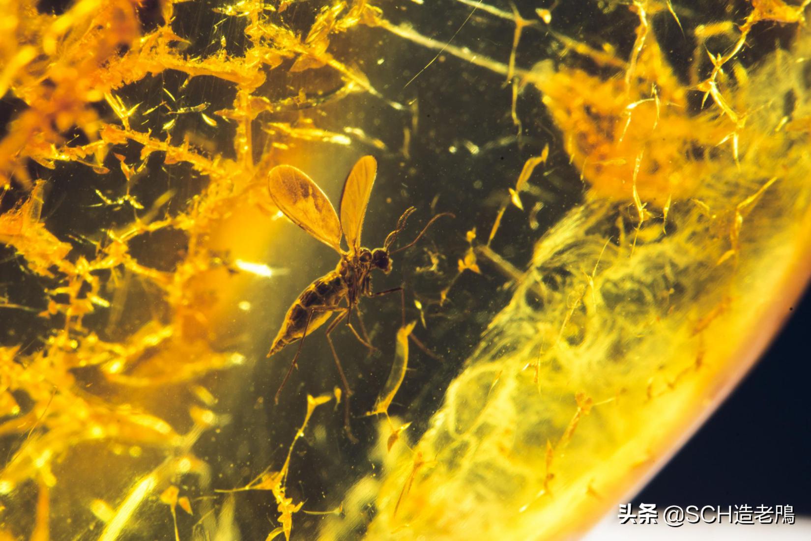 关于琥珀形成的资料,琥珀的种类及介绍