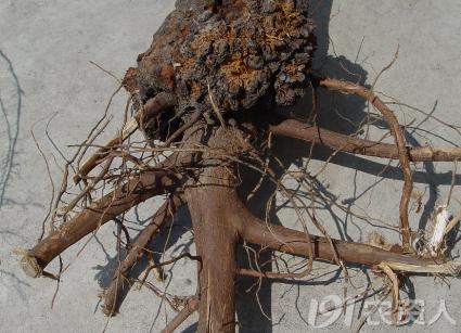 蔬菜细菌病图片大全,破解蔬菜病虫害之谜