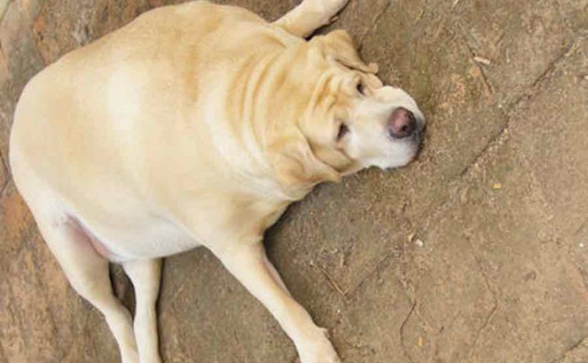 犬脂肪瘤的病因及处理方法,犬脂肪瘤的症状是什么