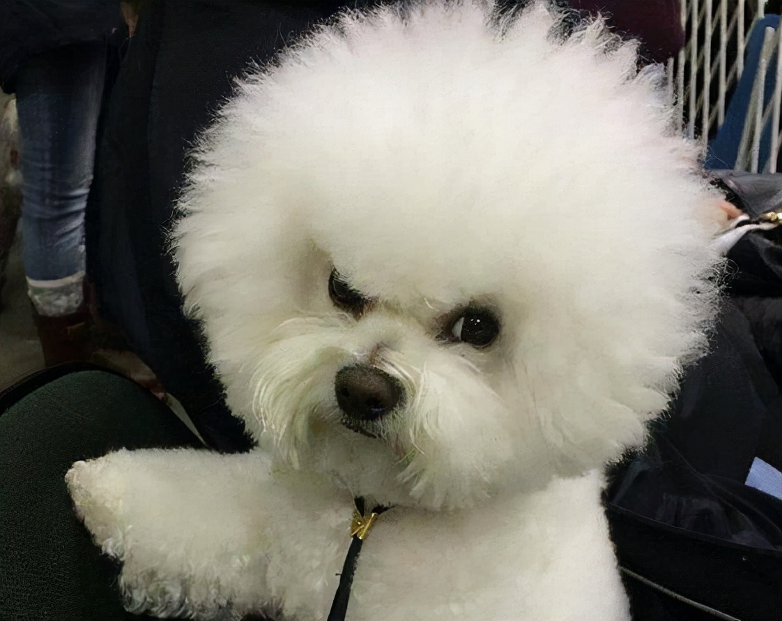 狗狗被握住爪子，马上就缩回来，这是为什么？