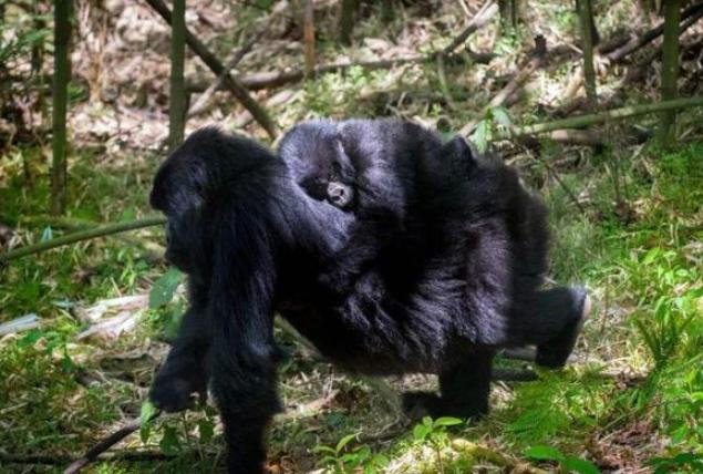 世界上最贵的公园门票多少钱,世界最牛公园门票