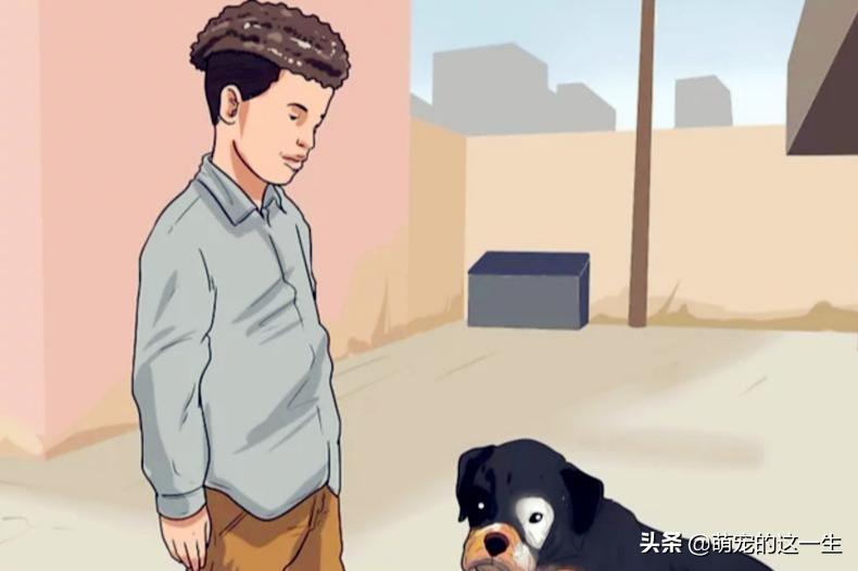 在路边看到流浪狗怎么办,遇到流浪狗如何不让它走