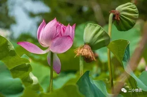 莲蓬种植一亩赚多少钱,莲蓬种每亩投资多少钱