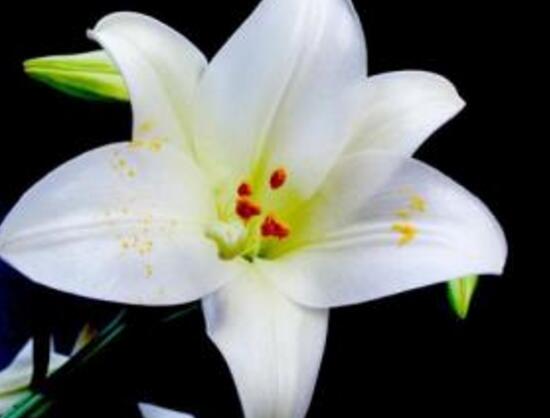 卧室放百合花有助于睡眠吗,百合花有毒吗能放鱼缸里吗