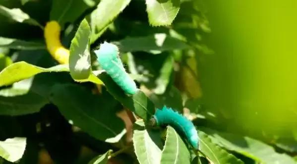 波斯地毯，madeinchina，这家南召小县城年产值24亿！