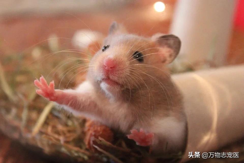 仓鼠的一些常见病和解决办法,养仓鼠的注意事项和常识