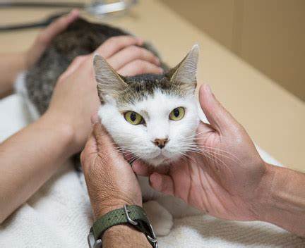 猫咪有点便血怎么回事,猫咪便血是什么原因导致的呢