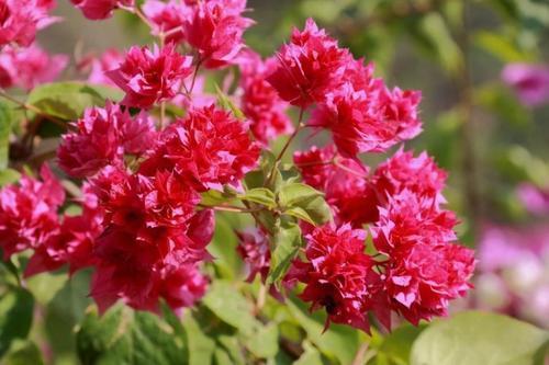 这四种三角梅红得很纯正，色彩鲜艳又漂亮，你喜欢哪一种呢？