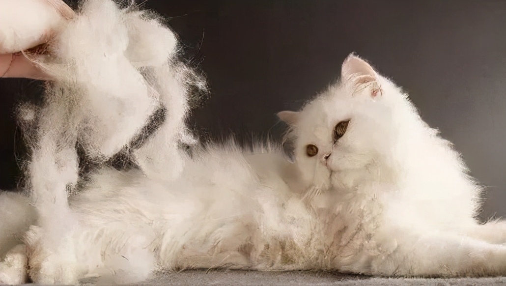 美短掉毛比一般的猫严重怎么办,英短猫掉毛严重怎么解决