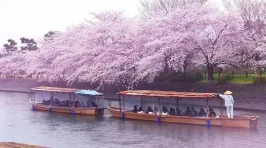 日本宇治小镇,正宗日本宇治抹茶