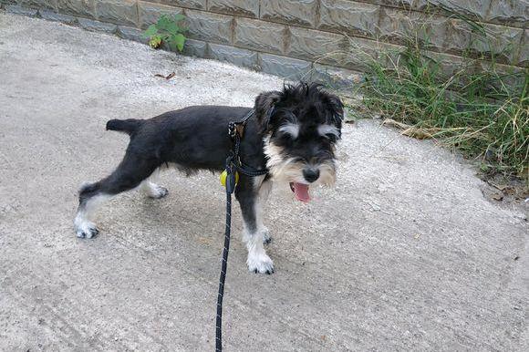 养一只雪纳瑞每个月要多少钱,养一个月的雪纳瑞要注意什么