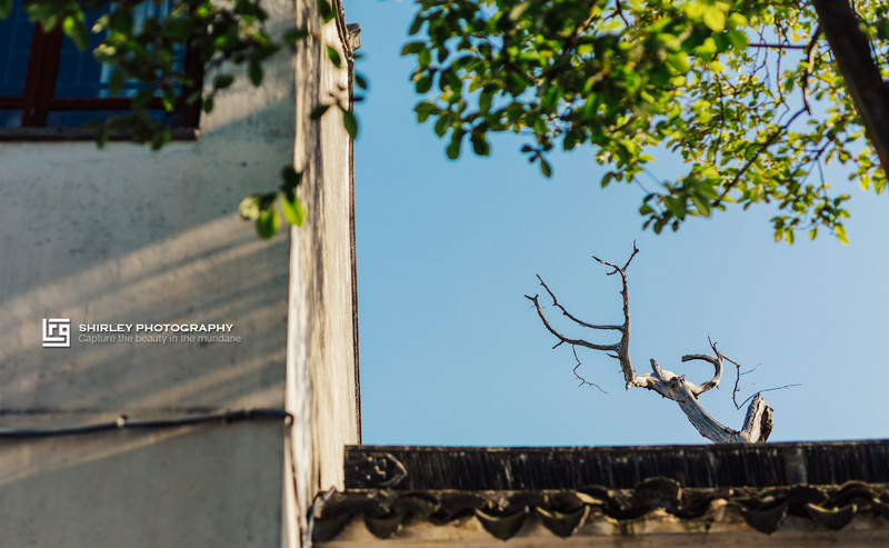 苏州旅游最不能错过的江南园林,留园拙政园是苏州著名的园林