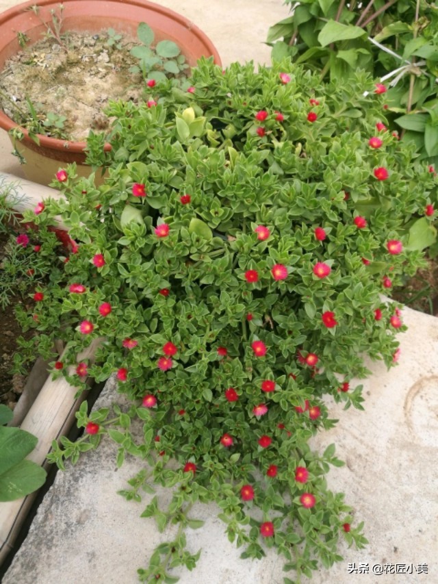 牡丹吊兰为什么不建议养,牡丹吊兰根太老影响开花吗