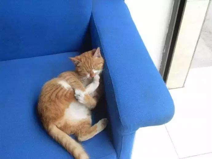 福懋动物医院香港路分院,福懋动物诊所猫咪疫苗